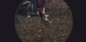 «Это просто хобби»: В Медногорске школьница отрезала голову мертвому коту и записала происходящее на видео