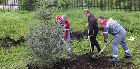 Свыше 300 новых деревьев появилось на улицах Медногорска