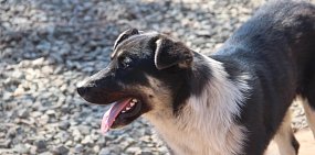 В Оренбургской области участились случаи нападения собак на людей