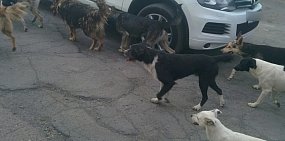 Собаки. Фото из архива