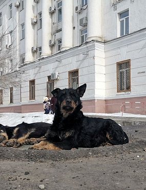 Главный ветеринар Оренбургской области о ситуации с собаками: — Это законопроект, который, извините, ставит телегу впереди лошади