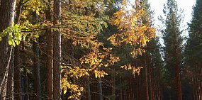 Бузулукский бор впервые попал в топ-10 самых посещаемых особо охраняемых природных территорий России