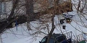 Он плакал и кричал «Спасите!»: в Оренбурге стая собак окружила школьника (видео очевидцев)