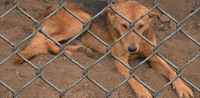 Собака в приюте для бездомных животных