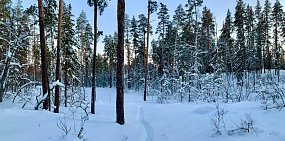 Сугробы в Бузулукском бору за несколько дней выросли на 17 сантиметров