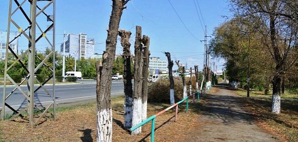 Омоложение или варварство: как обрезают деревья в разных городах России