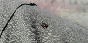 Зарегистрированы первые случаи инфицирования клещевым энцефалитом и боррелиозом