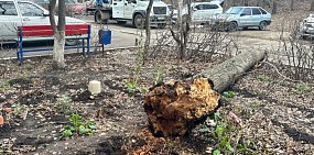 Срубленное дерево. Фото из архива 