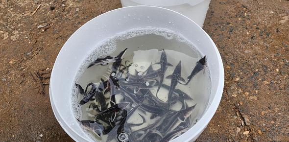 Более 302 тысяч мальков выпустили в 2025 году в водоемы Оренбургской области 