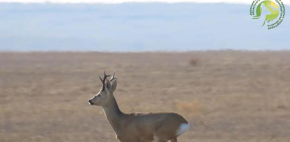 Косуля бежит. Стоп-кадр из видео Дирекция ООПТ
