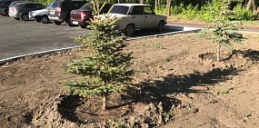 Как часто поливают голубые ели в парке Строителей Орска?