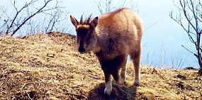 Амурский горал. Источник: нацпарк «Земля леопарда»