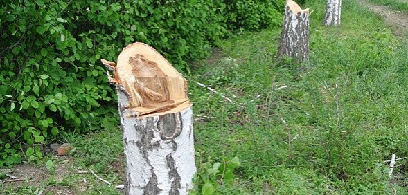 В Оренбурге возбудили уголовное дело после незаконной вырубки деревьев 