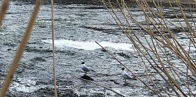 Уровень Сакмары в районе Татарской Каргалы превысил 4 метра