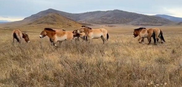 Лошади Пржевальского из Оренбургского заповедника осваиваются в Хакасии