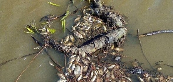 В Ташлинском районе экологическая катастрофа?