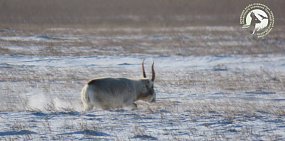 Впервые за 20 лет в заказнике Светлинский удалось увидеть и сфотографировать сайгаков