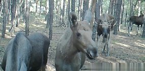 «Разговор» лосей попал на видео в Бузулукском бору