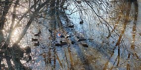 Утки на тропе здоровья 