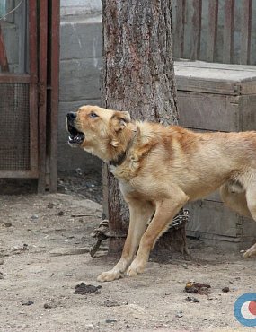 Почему в Оренбургской области нет вакцины от бешенства, и когда она поступит?