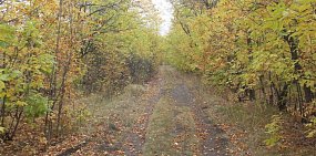 Депутаты Заксоба приняли решение создать в Орске «зеленый пояс»