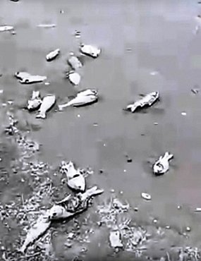 Рыба на Ириклинском водохранилище погибает уже две недели
