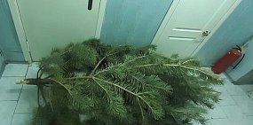 За срубленную сосну в Оренбурге женщина может отправиться на 2 года в колонию