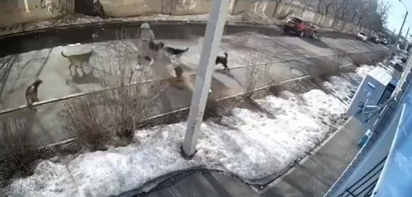 В Оренбурге на женщину напали бездомные собаки (видео) 