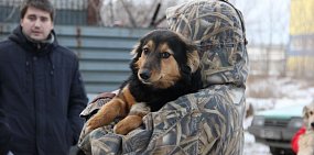 В Оренбургском горсовете считают, что проблема бездомных животных требует пересмотра