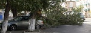 В центре Орска на дорогу упало дерево и повредило авто
