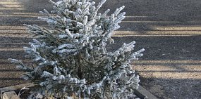 Новогоднее оформление Октябрьского района в Орске: какие елки там будет стоять и сколько это будет стоить?