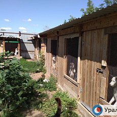 Городской приют для животных «Я – живой!», Оренбург. Фото из архива