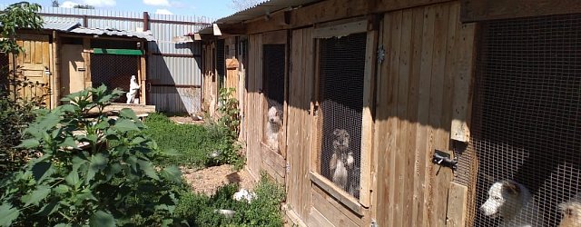 Городской приют для животных «Я – живой!», Оренбург. Фото из архива