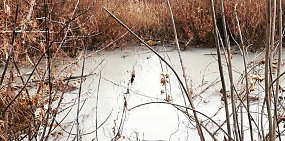 Окрасить в белый цвет воду в Елшанке мог аммоний 
