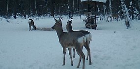 Очередей не бывает: косули и кабаны мирно делят кормушки в Бузулукском бору