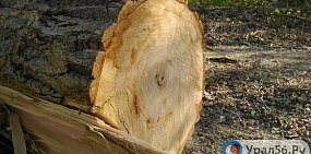 Жители Оренбурга жалуются на вырубку деревьев