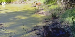 В Бузулукском бору открылся общественный пляж для посетителей