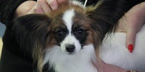 Фото домашней собаки из архива 