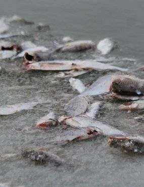 Массовая гибель рыбы в Урале: оренбургские чиновники уверяют, что оснований для беспокойства нет