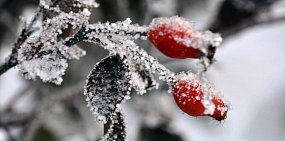В Оренбург пришли первые заморозки