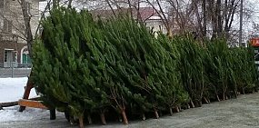 Елочный базар. Фото из архива 