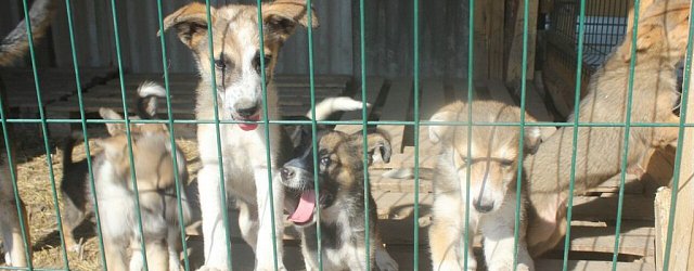 Питомцы приюта для бездомных животных в Оренбурге