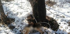 В Оренбурге неизвестные зверским образом убили собаку