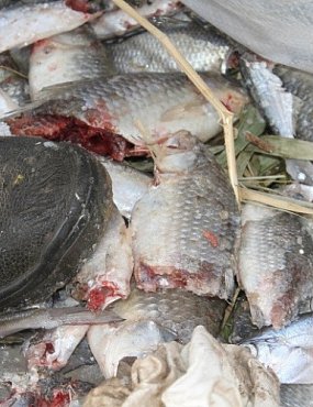 Названы виновники массовой гибели рыбы в Урале