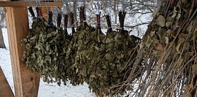 В Бузулукском бору косуль подкармливают «салатами» из веток