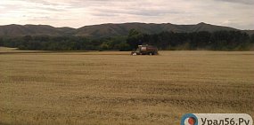 Поле в Оренбургской области. Фото из архива