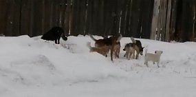 Стаи собак пугают жителей Орска: видео из поселка Степной