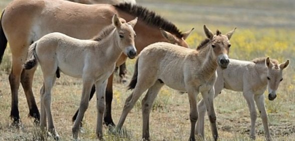 Популяция лошадей Пржевальского в заповеднике «Оренбургский» растет