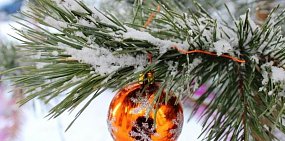 435 сосен уйдет на уличные новогодние елки только в Советском районе Орска