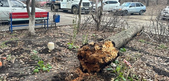 В Оренбурге на девушку упало дерево, после чего ей ампутировали ногу: Александр Бастрыкин затребовал доклад по уголовному делу